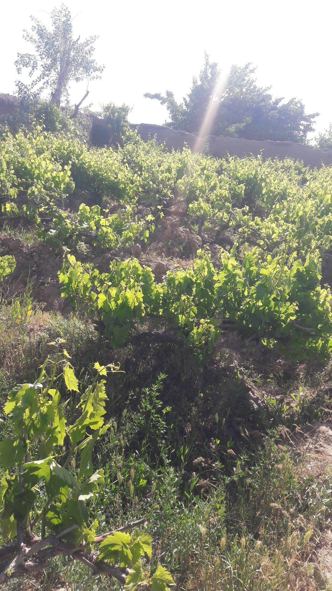 Shotorak Monastery Nangarhar Afghanistan